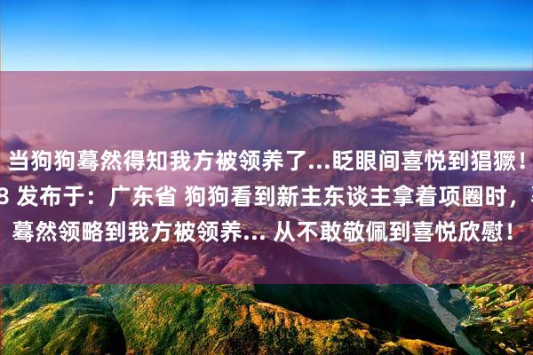 当狗狗蓦然得知我方被领养了...眨眼间喜悦到猖獗！ 2024-08-19 21:58 发布于：广东省